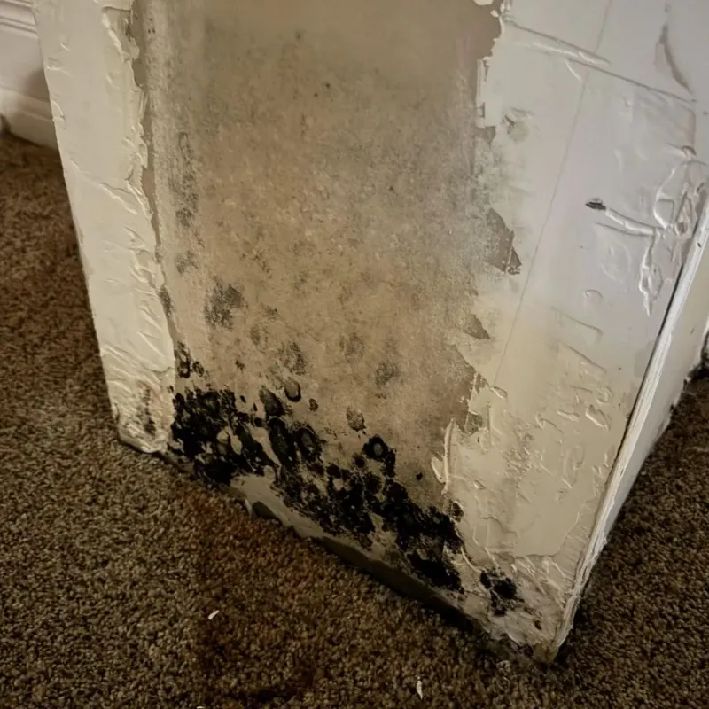 Professional Mold Removal in Benbrook, TX